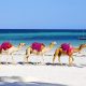 Camels at a beach in Mombasa tours