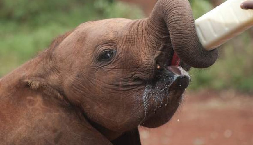 Baby elephant feeding